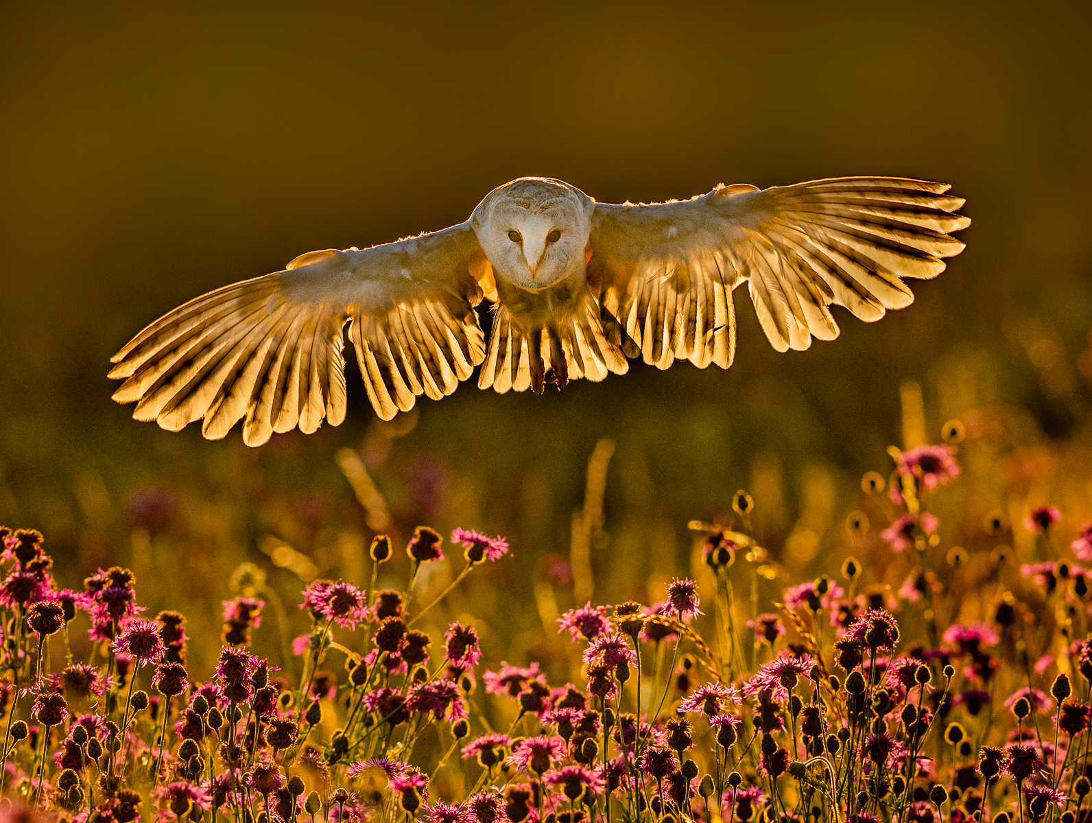 Winning image, Barn Owl Hunting In Late Evening Light by Roger Lickfold